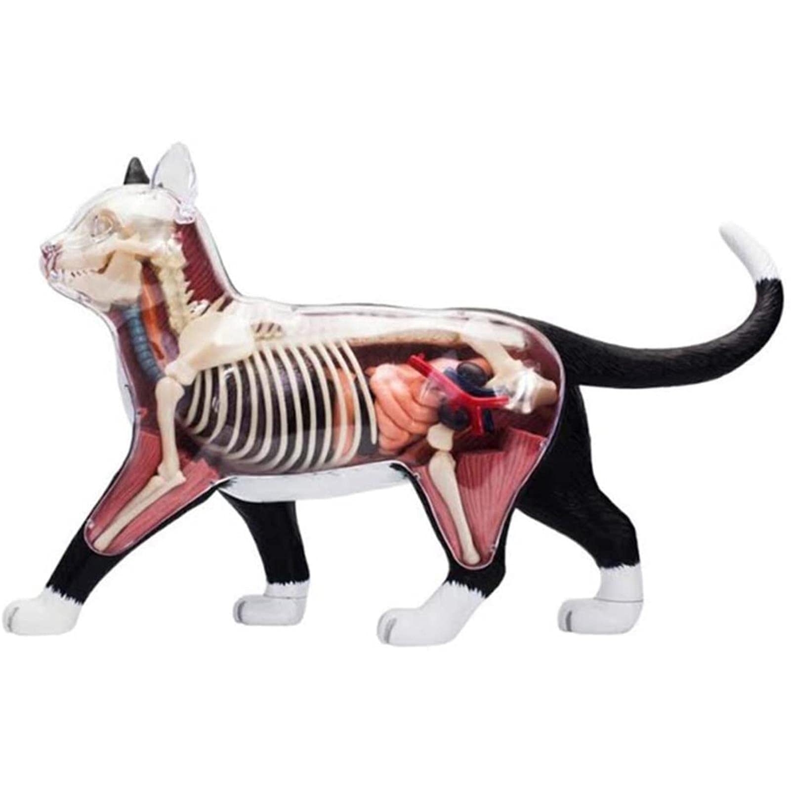 Amazon.co.jp: 医療モデル、猫の解剖学、4D 猫の解剖学モデルキット